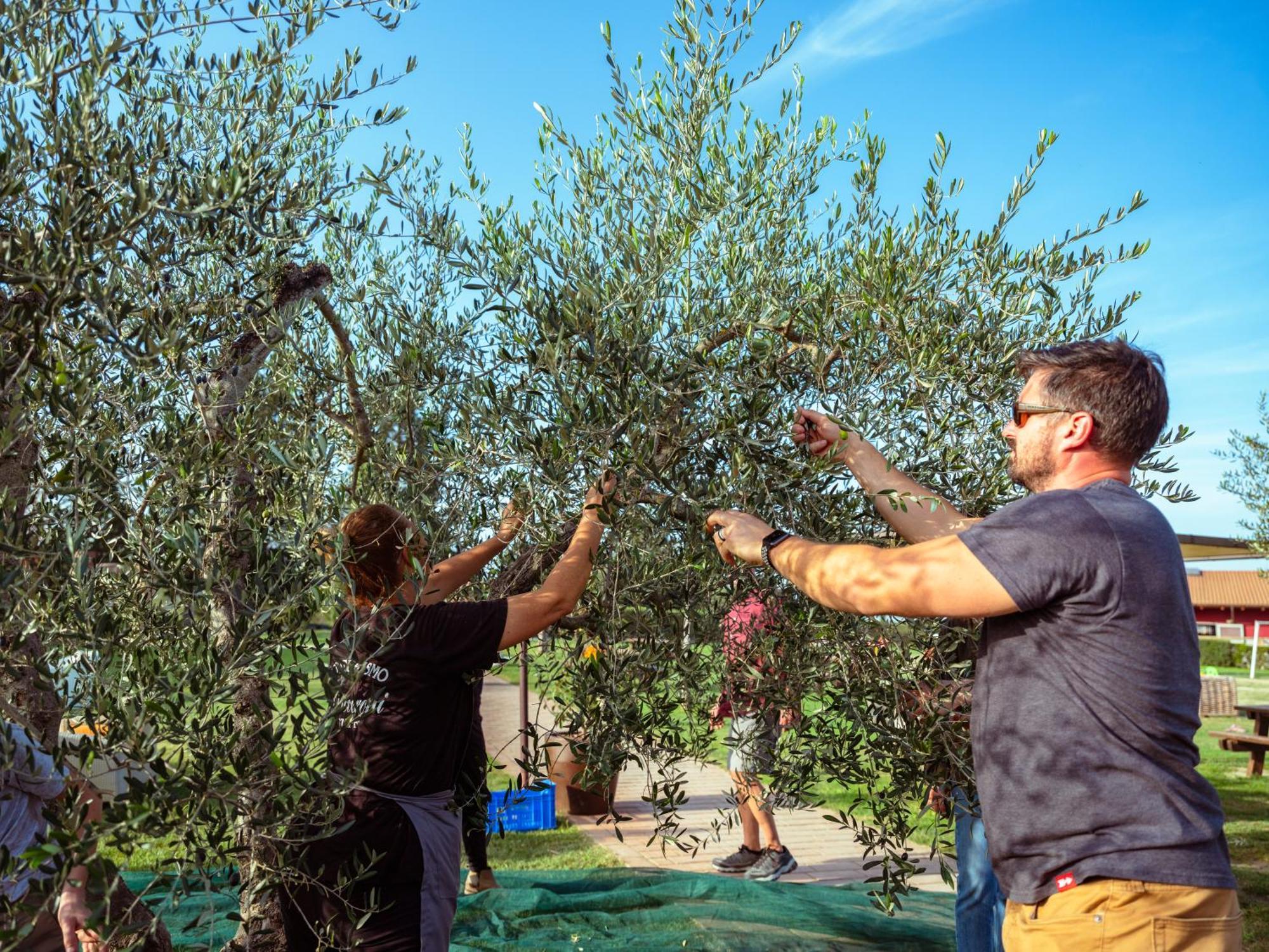 Glamping Diacceroni 3* Villamagna (Pisa)